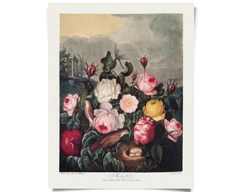 Vintage Botanical Garden Roses Print Print w/ optional hanging frame / High Quality Giclee Print