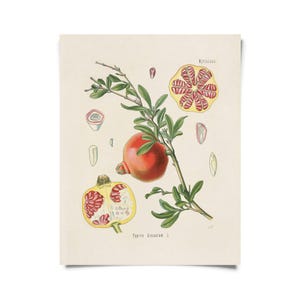 May include: A vintage botanical illustration of a pomegranate fruit. The illustration shows the fruit in various stages of growth, including a cross-section of the fruit revealing its seeds. The illustration is in shades of red, yellow, and green.