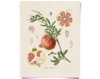 Vintage Botanical Pomegranate Fruit Print w/ optional frame / High Quality Giclee Print