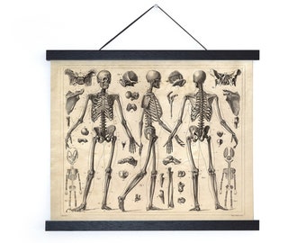 Vintage Anatomy Skeleton Diagram Print / High Quality Giclee Print