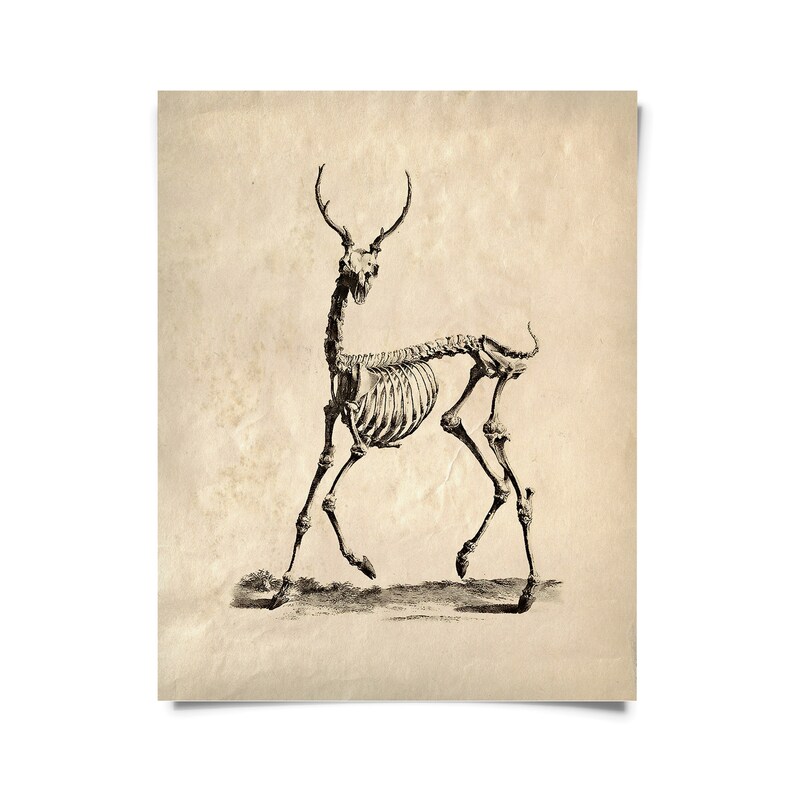 Vintage Natural History Deer Skeleton Print w/ frame option / High Quality Giclee Print image 1