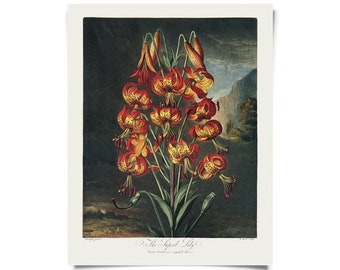 Vintage Botanical Superb Lily Flower Print  w/ optional hanging frame / High Quality Giclee Print