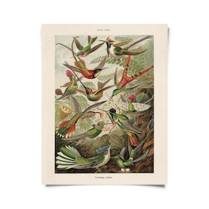 Vintage Haeckel Hummingbirds Print w/ optional frame / High Quality Giclee Print