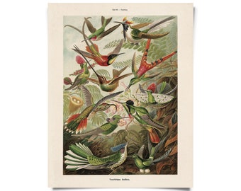 Vintage Haeckel Hummingbirds Print w/ optional frame / High Quality Giclee Print