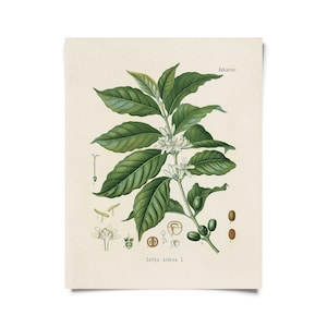 Impresión de planta de café botánico vintage con marco opcional / Impresión giclée de alta calidad