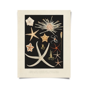 Vintage Starfish Oceanography Print w/ optional frame / High Quality Giclee Print