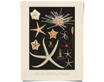 Vintage Starfish Oceanography Print w/ optional frame / High Quality Giclee Print