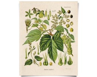 Vintage Botanical Beer Hop Flower Print w/ optional frame / High Quality Giclee Print