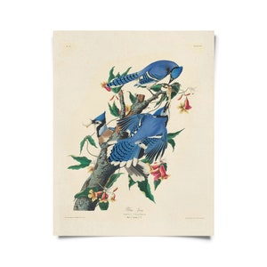 Vintage Audubon Blue Jay-vogelprint met optionele lijst / gicleeprint van hoge kwaliteit