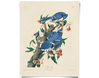 Vintage Audubon Blue Jay Bird Print w/ optional frame / High Quality Giclee Print