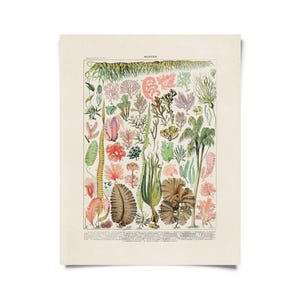 Vintage Botanical Seaweed Algae Print w/ optional frame / High Quality Giclee Print