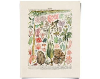 Vintage Botanical Seaweed Algae Print w/ optional frame / High Quality Giclee Print
