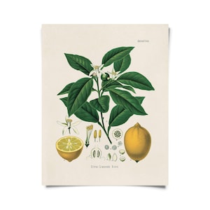 Vintage botanische Zitrus Zitrone Druck mit optionalem Rahmen / hochwertiger Giclée-Druck
