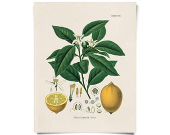 Vintage Botanical Citrus Lemon Print w/ optional frame / High Quality Giclee Print