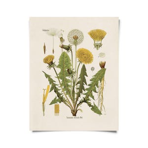 Vintage Botanical Dandelion Flower Print w/ optional frame / High Quality Giclee Print