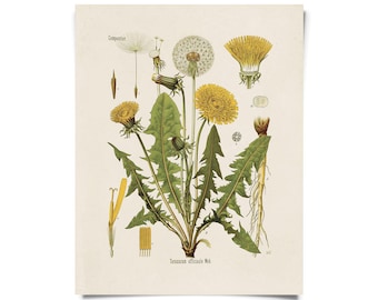 Vintage Botanical Dandelion Flower Print w/ optional frame / High Quality Giclee Print