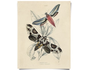 Vintage Insect Sphinx Moth Print w/ optional frame / High Quality Giclee Print