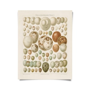 May include: A vintage illustration of a collection of European bird eggs. The eggs are arranged in rows and columns, and each egg is labeled with a number. The eggs are various colors, including white, brown, blue, and green. The illustration is titled "Eier Europäischer Vögel I."