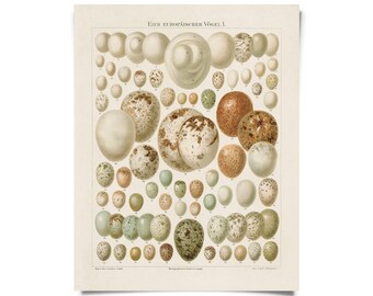 Vintage European Bird Eggs Print w/ optional magnetic frame / High Quality Giclee Print