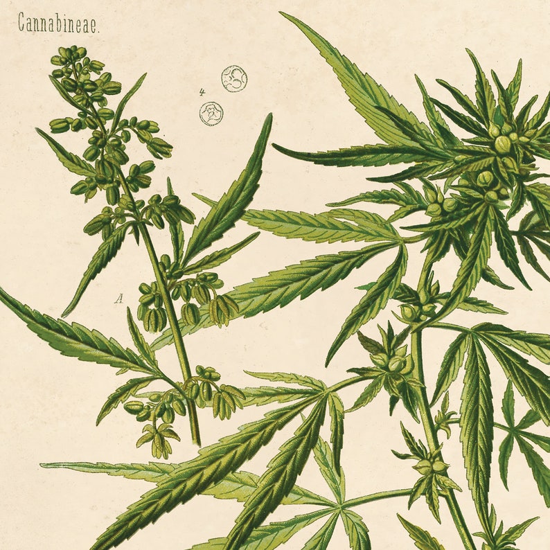 Vintage Botanical Cannabis Marijuana Print w/ optional frame / High Quality Giclee Print image 3