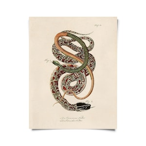 May include: Vintage botanical print featuring three snakes in a coiled arrangement. The snakes display a variety of patterns and colors, including red, green, brown, and black. The print includes scientific labels and text, adding to its antique aesthetic.