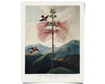 Vintage Botanical Large Flowering Sensitive Plant Print w/ optional frame / High Quality Giclee Print / Mimosa Tree and Hummingbird
