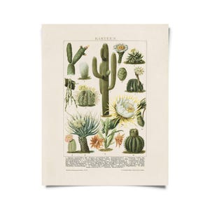 Vintage botanischer Kaktus Kakteen 2 mit optionalem Rahmen / High Quality Giclée-Druck
