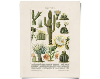 Vintage Botanical Cactus Kakteen 2 Print w/ optional frame / High Quality Giclee Print