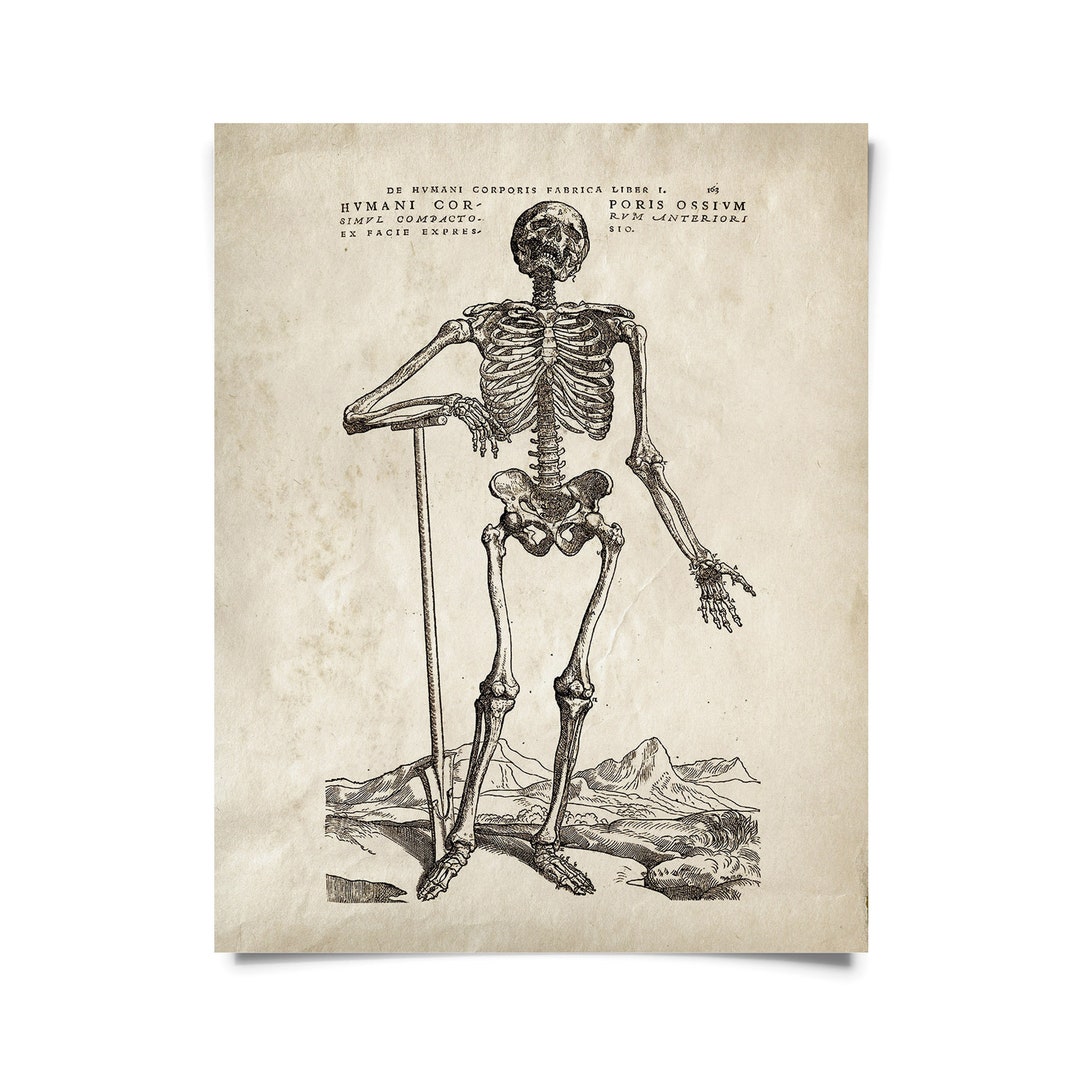 Vintage Anatomy Skeleton Standing Print W/ Optional Frame / High ...