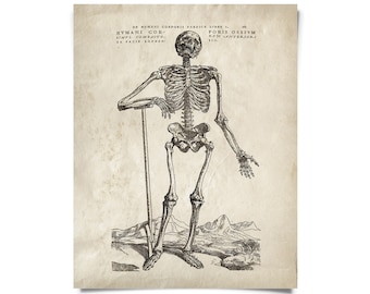 Vintage Anatomy Skeleton Standing Print w/ optional frame / High Quality Giclee Print