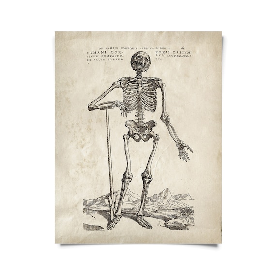 Stampa in piedi di scheletro anatomico vintage con cornice