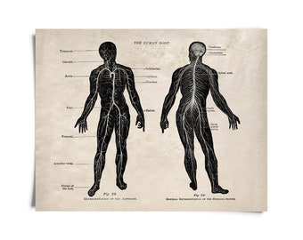Vintage Anatomy Arteries Nervous System Print w/ frame option / High Quality Giclee Print