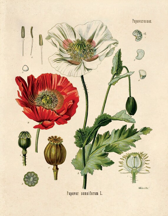 Botanical Illustration of Papaver Bracteatum Persian Poppy Poster in 3 Sizes