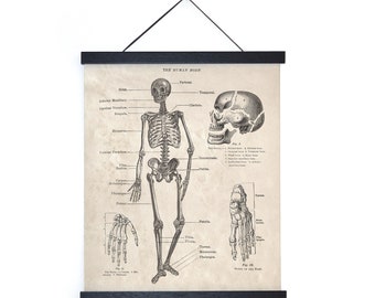 Vintage Anatomy Human Body Skeleton Print w/ optional frame /  High Quality Giclee Print