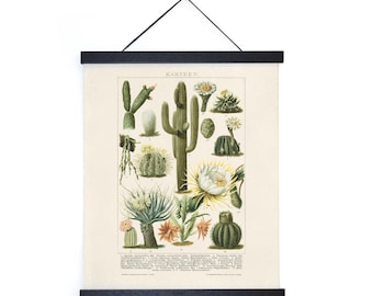 Vintage Botanical Cactus Kakteen 2 Print w/ optional frame / High Quality Giclee Print