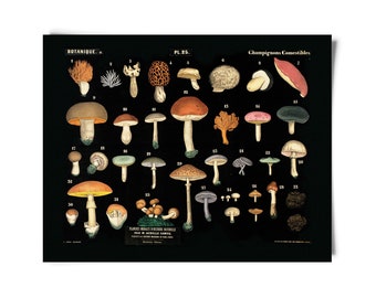 Vintage Botanical Mushroom Black Print 2 / High Quality Giclee Print
