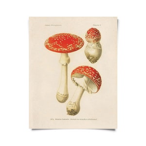 Vintage Botanical Magic Mushroom Print w/ optional frame / High Quality Giclee Print