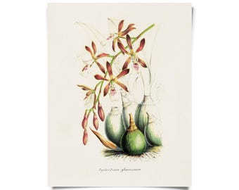 Vintage Botanical Orchid Epidendrum Print w/ optional frame / High Quality Giclee Print