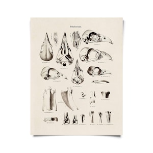 May include: A vintage anatomical illustration of bird skulls and beaks labeled with scientific names. The image is in black and white and has a textured paper background. The title "Polyborinae." is at the top of the image.