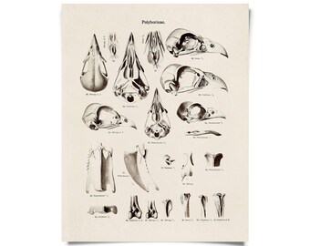 Vintage Natural History Bird Skull Print w/ optional magnetic frame / High Quality Giclee Print