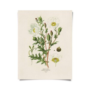 Vintage Botanical Mexican Poppy Flower Print w/ optional frame / High Quality Giclee Print