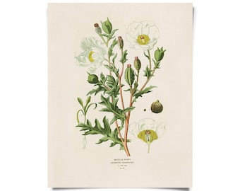 Vintage Botanical Mexican Poppy Flower Print w/ optional frame / High Quality Giclee Print