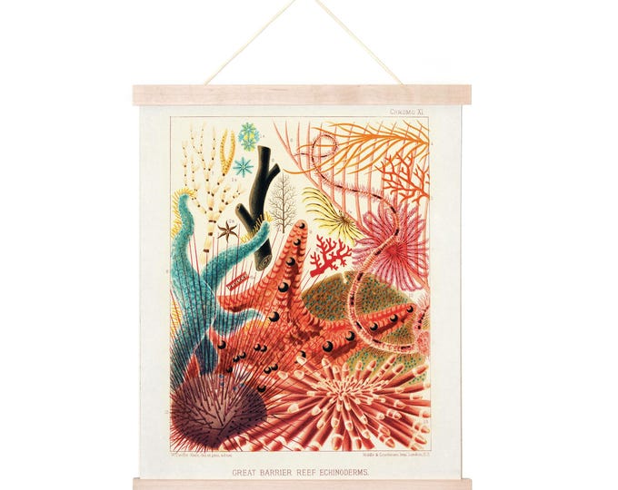 Featured listing image: Vintage Tropical Great Barrier Reef Beachy Starfish Print w/ optional frame/ High Quality Giclee Print