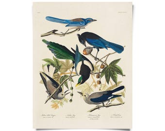 Vintage Magpie and Jay Birds Audubon Print w/ optional frame / High Quality Giclee Print