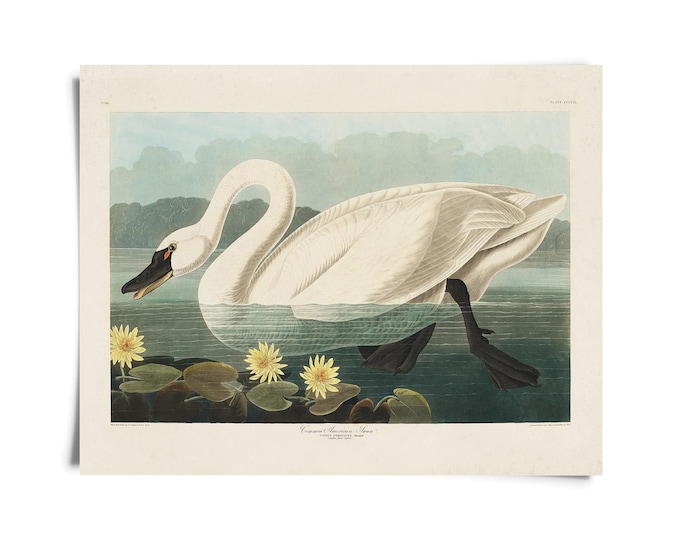 Featured listing image: Vintage American Swan Audubon Print w/ optional frame / High Quality Giclee Print