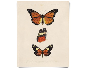 Vintage Nature d'Orbigny Butterfly Print w/ optional frame / High Quality Giclee Print