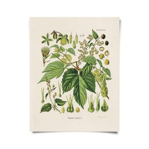 Vintage botanische Hopfenblumen mit optionalem Rahmen / hochwertiger Giclée-Druck