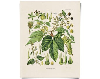 Vintage Botanical Beer Hop Flower Print w/ optional frame / High Quality Giclee Print