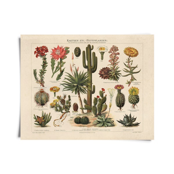 Vintage Botanical Cactus Kakteen Chart 1 Print / High Quality Giclee Print