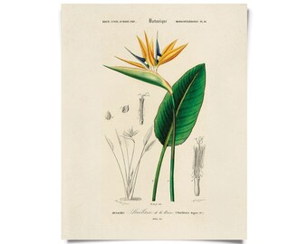 Vintage Botanical Birds of Paradise Print w/ optional frame / High Quality Giclee Print